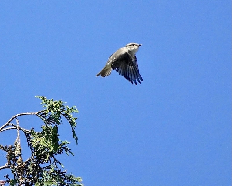 spotted flycatcher